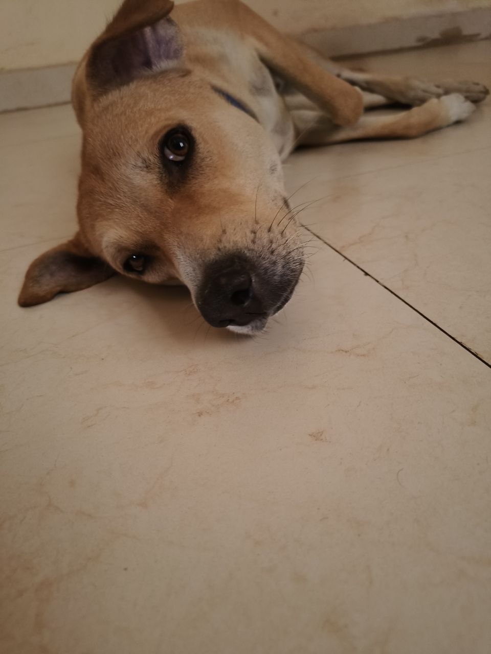 Original phone photo of Euclid sitting outdoors