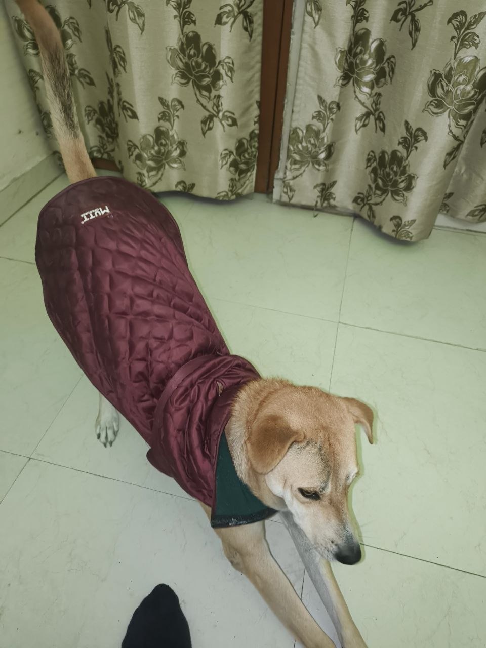 Original phone photo of Euclid looking at the camera