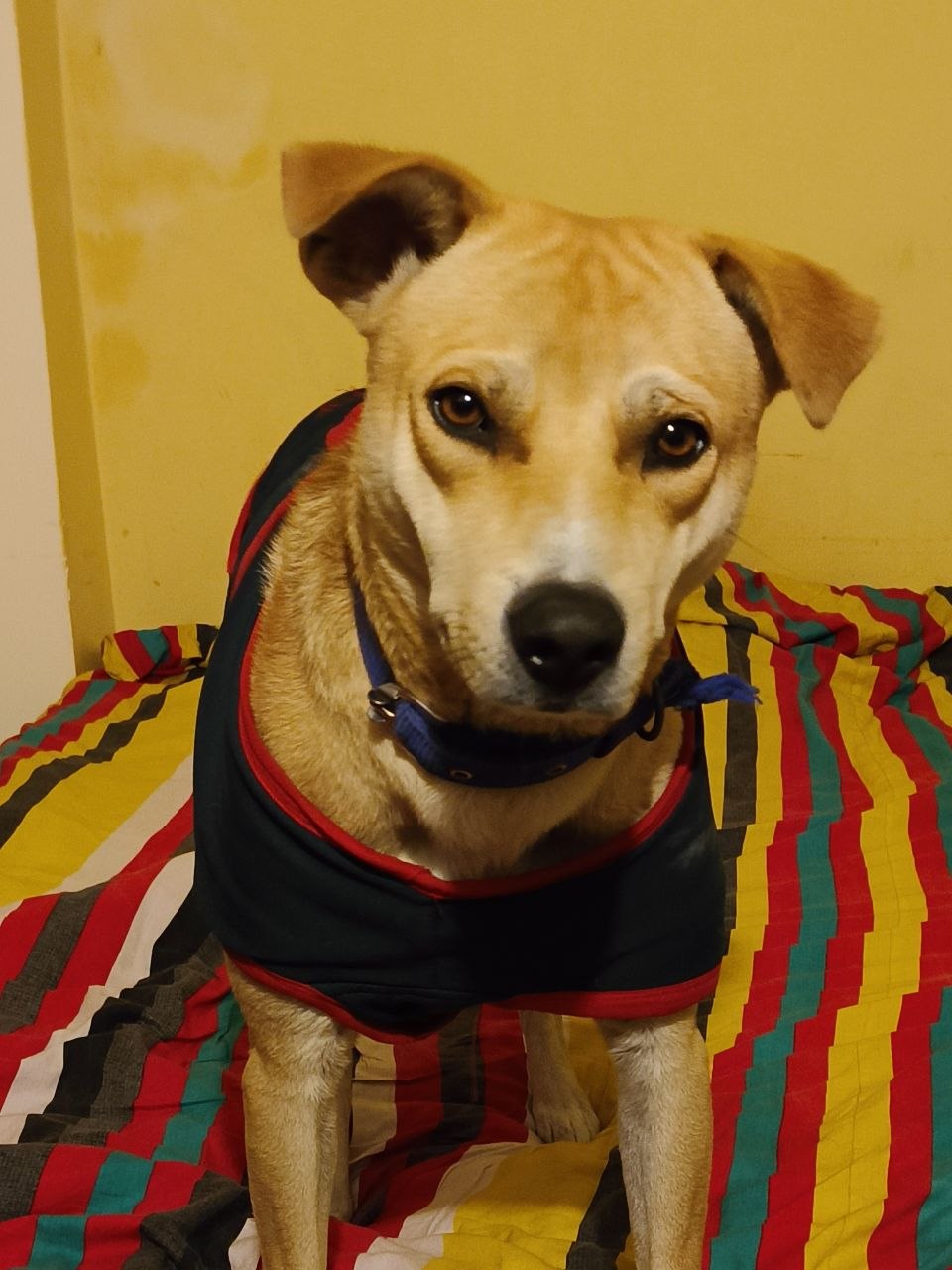 Original phone photo of Euclid resting near a wall