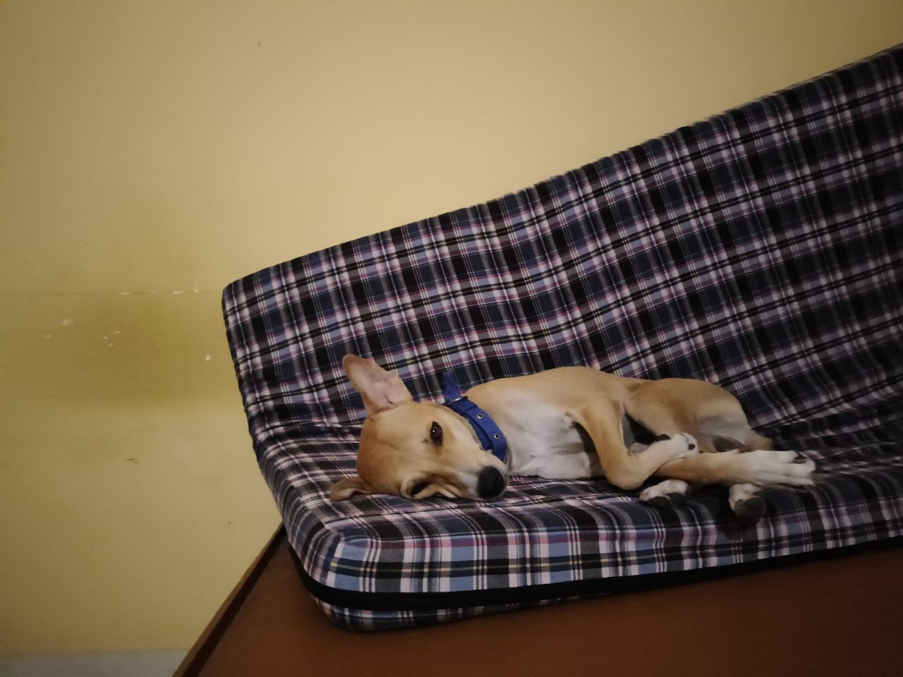 Original landscape phone photo of Euclid sitting outside